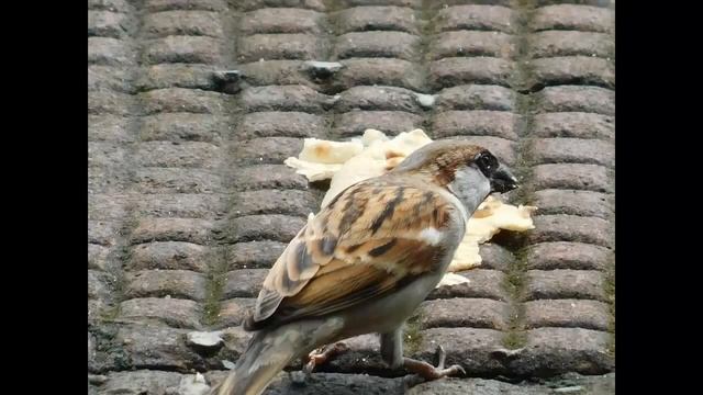 NIKON COOLPIX B500 PHOTO SAMPLE 2 смотреть онлайн