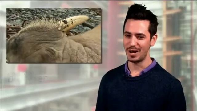 Once in a lifetime event (BBC learning English) смотреть онлайн