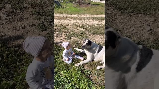 Алабай и дети!Стоит ли бояться ?! смотреть онлайн