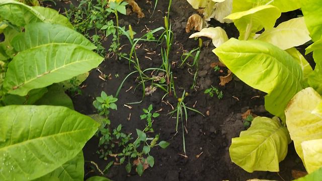 Басма Ширази (Basma Shirazi).