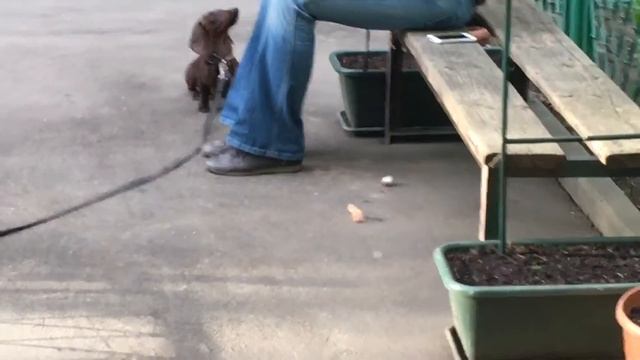 Дрессировка таксы смотреть онлайн