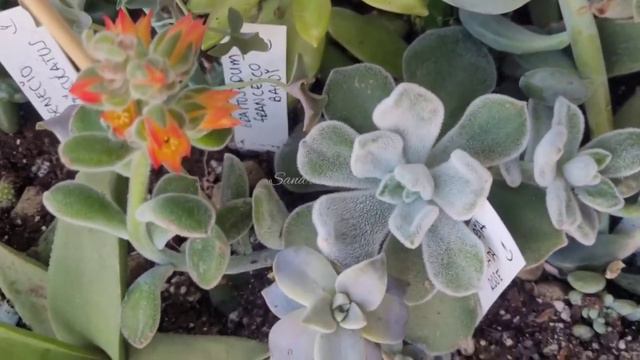 Floración echeveria pulvinata rose - Sandra Villar Garden & Home смотреть онлайн