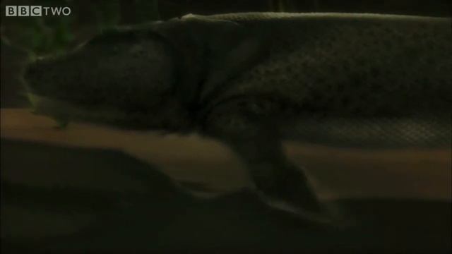 evolution of Tiktaalik смотреть онлайн