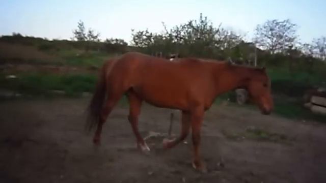 любимые животные.как заставить лошадь встать на свечу (обучение лошади) 2 смотреть онлайн