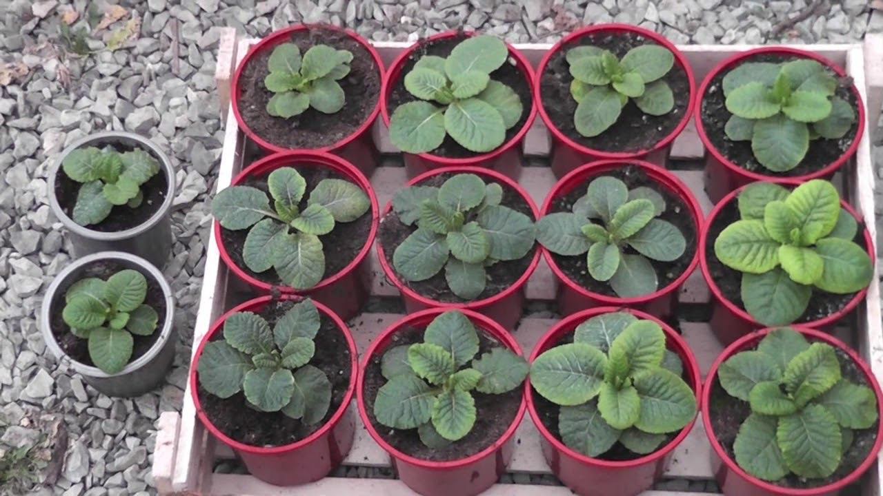 Примула. Вирус, хлороз, бактериоз? Лечим вместе!