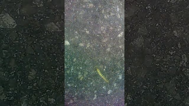 Красивая гусеница смотреть онлайн