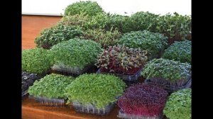 Микрозелень на вашем подоконнике. Всё о пользе микрогрина