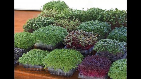 Микрозелень на вашем подоконнике. Всё о пользе микрогрина