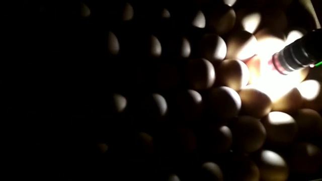 Овоскопирование куриных яиц | Проверка на оплод 10 день инкубации смотреть онлайн