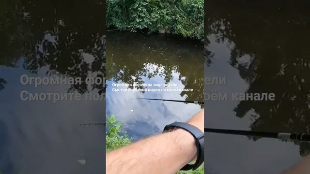 Форель на малых реках. #troutfishing #рыбалка смотреть онлайн