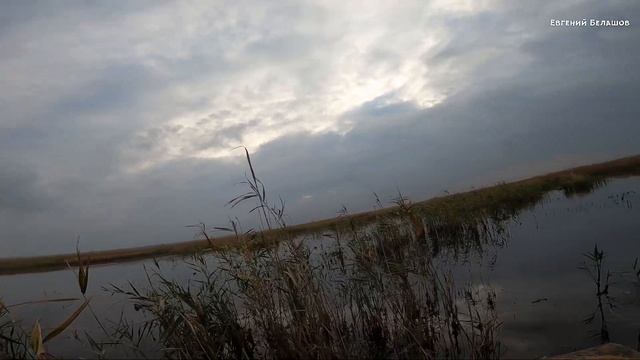 ОХОТА на УТКУ в НОЯБРЕ 2022 ??? #охотанаутку #охотанаперепела смотреть онлайн