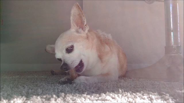 CHIHUAHUA ASMR 🥡 Chowie's Happy Time Golden Star Feast смотреть онлайн