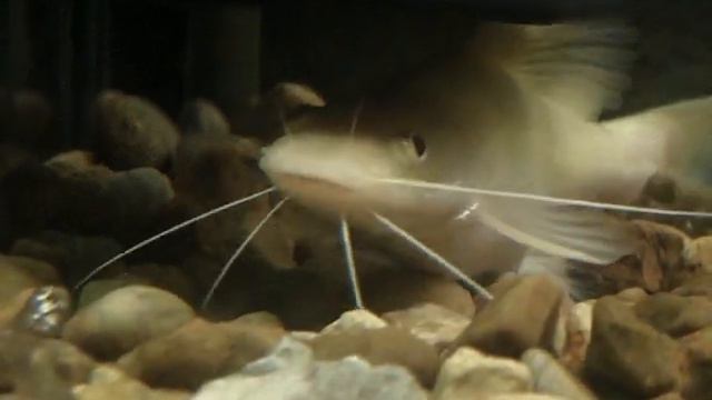 Mystus SP Zoom смотреть онлайн