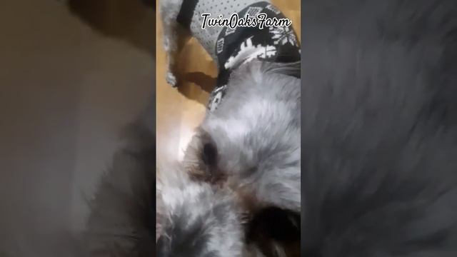 Actual Footage Of A Happy Dog Enjoying A Dehydrated Chicken Foot Made From Birds We Raise смотреть онлайн