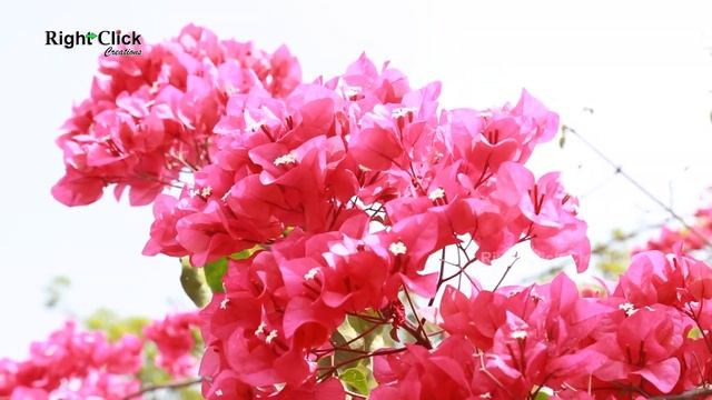 Bougainvillea Glabra | Paper Flower Plant | Bougainvillea Plant | Bougainvillea Spectabilis | Glabr