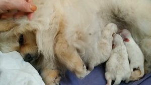 Померанский шпиц рожает щенков. Щенки шпица пьют молоко у мамы.