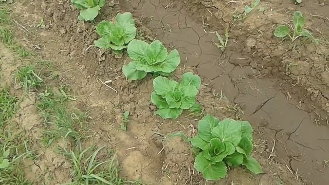 Пекинская капуста пошла в цвет - что же делать? смотреть онлайн