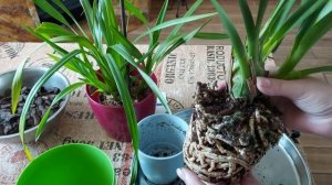 Орхидея цимбидиум. Особенности летнего ухода. Пересадка.