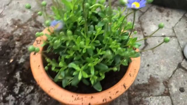 #57 Que planta é essa ? Felicia - Asteraceae - Margarida-azul смотреть онлайн