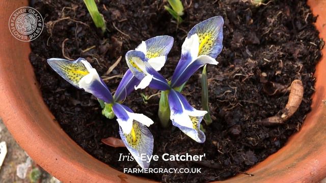 Iris 'Eye Catcher' - FarmerGracy.co.uk