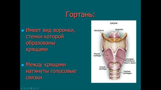 Биология. Раздел анатомия человека. Дыхательная система Строение. Людмила Ивановна. Profi-Teacher.r смотреть онлайн