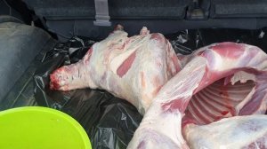 Мясо Дорпера, помесь ф1, выход 55% #dorpersheep #dorper #дорпер #семейнаяферма #ram #мясодорпера