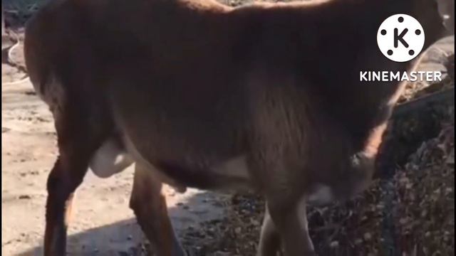 арашан элита кочкор линия широкий смотреть онлайн