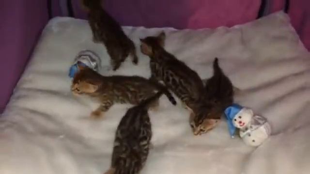 Бенгальские котята (Помет Т). Питомник Оцелла. смотреть онлайн