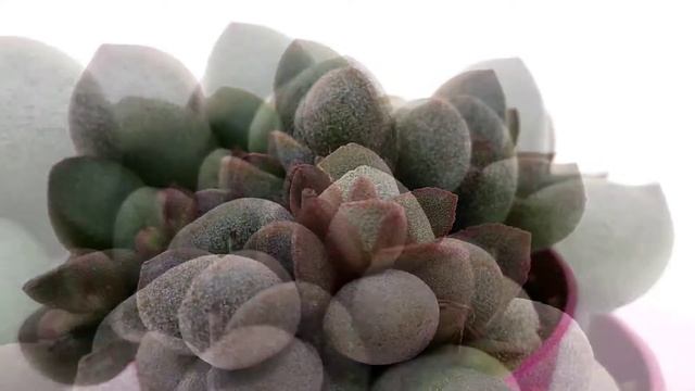 Adromischus marianae cv. Little Spheroid смотреть онлайн