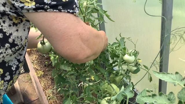 Массовый сбор томатов начался смотреть онлайн