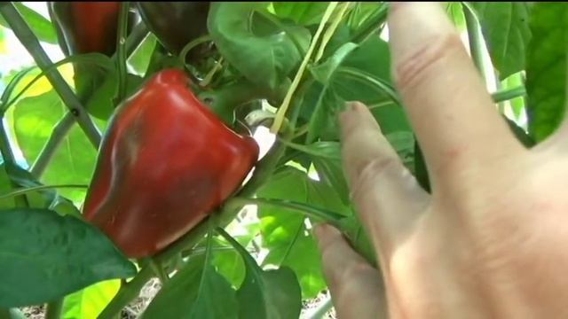 Перец и баклажаны. Теплица и открытый грунт. Проверено Сибирью! смотреть онлайн
