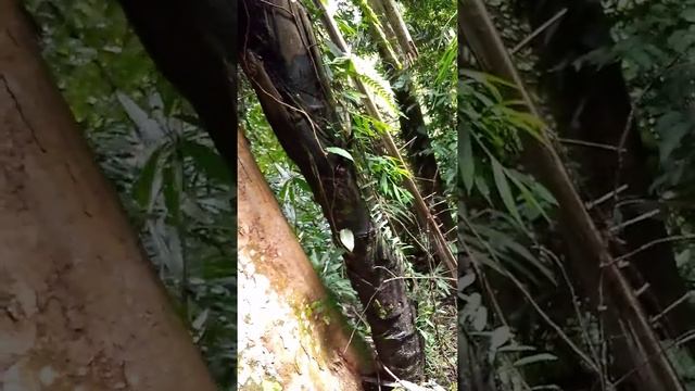 Siabah dihutan keramat (banyak penampakan alokasia vivipara ) смотреть онлайн