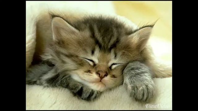 милые котенки . cute kitten смотреть онлайн