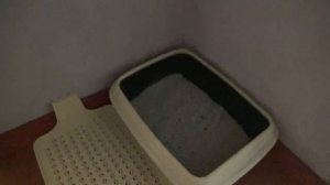 Котёнок мейн - кун 3 месяца. Кошачьи принадлежности, уход, питание