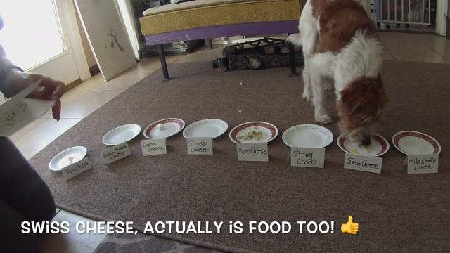 Food or Not Food Episode II - Cheese смотреть онлайн