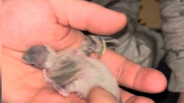 Хвилясті папуги від яйця до оперення смотреть онлайн