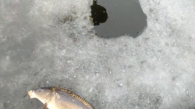 Зимняя рыбалка на сети 2020))!не плохой лов, Опасный лед, весна смотреть онлайн