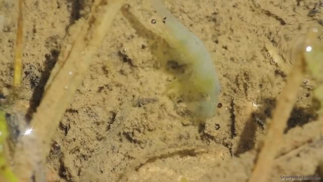 Underwater life.mp4 смотреть онлайн