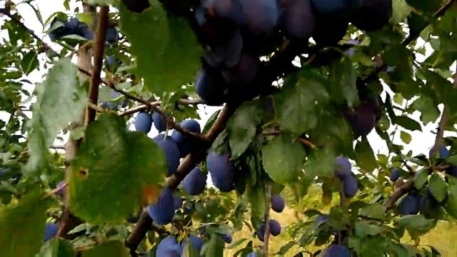 Венгерка Италийская и Стенли за несколько дней до сбора урожая смотреть онлайн