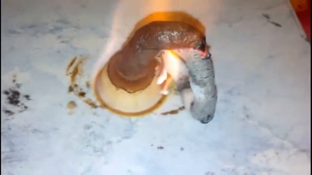 Фараонова змея - горение ГЛЮКОната кальция ! смотреть онлайн