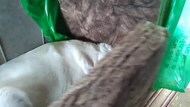 Делал ремонт на даче и потерял собаку. смотреть онлайн