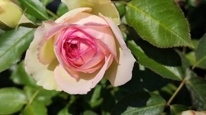 3 ПЛЕТИСТЫЕ РОЗЫ СЕСТРЫ: Пьер де Ронсар, Пале Рояль и Цикламен Пьер де Ронсар |Спорты Пьер де Ронса