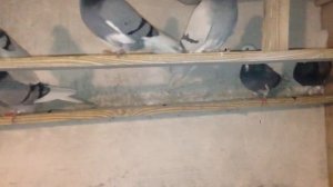 Пермские высоколетные  белоголовые  голуби