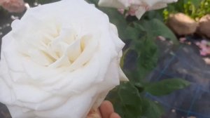 Роза Анастасия (  Anastasia)