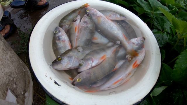 Коптим Окуней!!! Копчёная рыба быстро, просто, вкусно!!!! смотреть онлайн