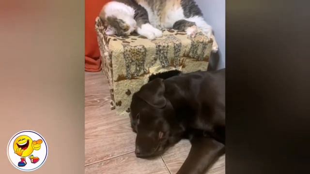 Impossible To Watch Without LAUGHTER😂Funny Dog Videos |Funny Channel. Невозможно смотреть без СМЕХА