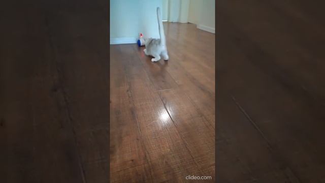 Лазерная игрушка для кошек / Электронная игрушка для кошек / Игрушка для кота / Дразнилка смотреть онлайн
