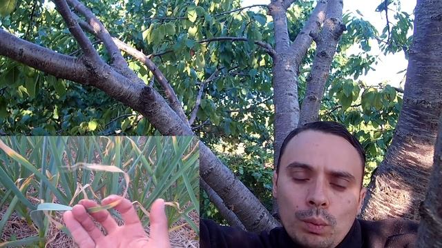 Выращивание озимого чеснока / Сроки высадки, уход, когда собирать урожай смотреть онлайн