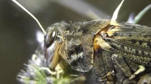 ИНСЕКТАРИЙ: 262. Итальянский Прус (Calliptamus italicus)