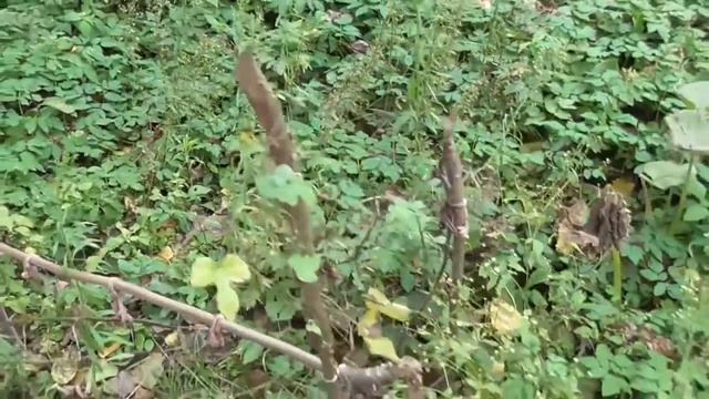 гадание по косточке на зиму 2020-21 смотреть онлайн